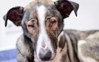 Синдром красного глаза у собаки