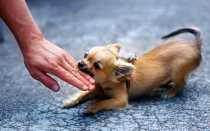 Код мкб укушенная рана плеча код по мкб