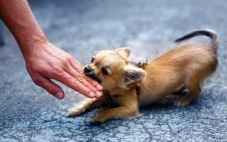 Код мкб укушенная рана плеча код по мкб