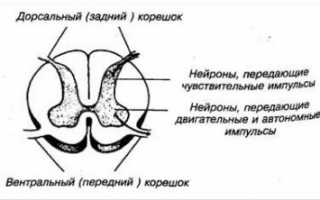Остеохондроз грудного отдела позвоночника корешковый синдром