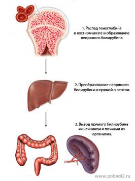 Высокий уровень билирубина Высокий уровень билирубина