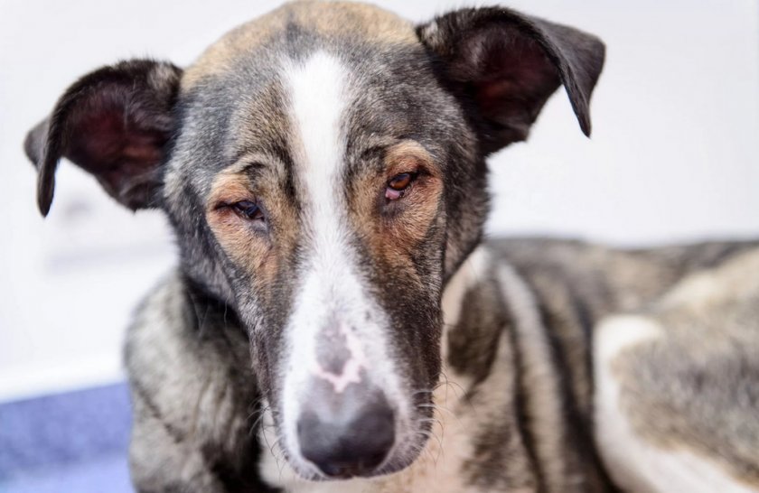 Покраснение глаз у собаки Покраснение глаз у собаки