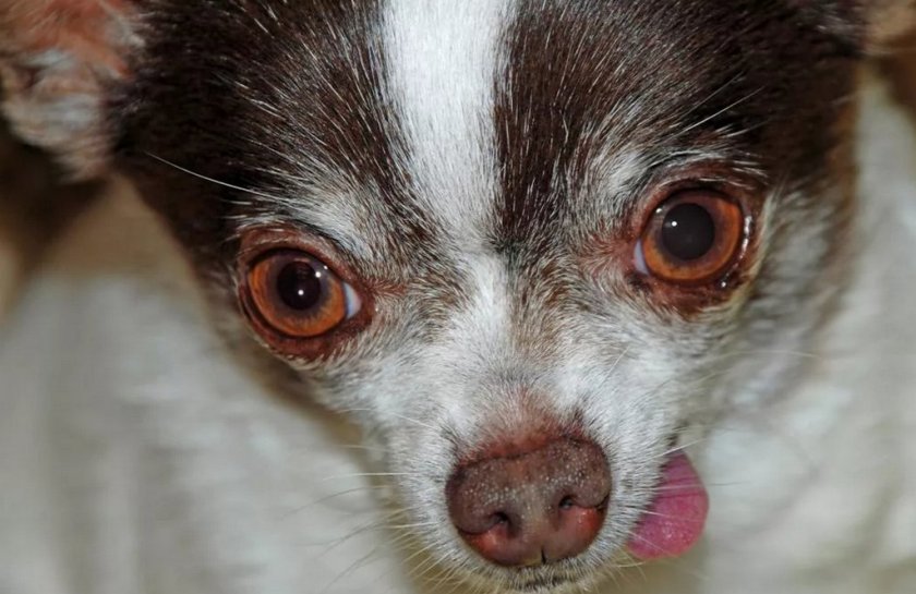 Покраснение глаз у собаки Покраснение глаз у собаки