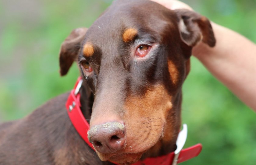 Красные глаза у собаки Красные глаза у собаки