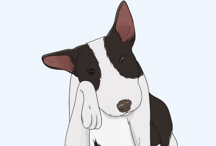 Травма глаза у собаки Травма глаза у собаки