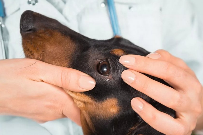Глаукома у собаки Глаукома у собаки