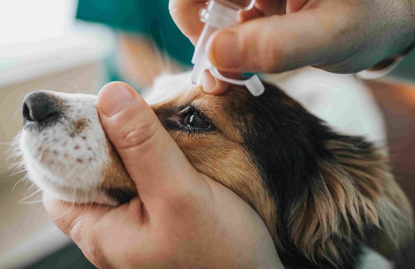 Закапывание капель в глаза собаке Закапывание капель в глаза собаке