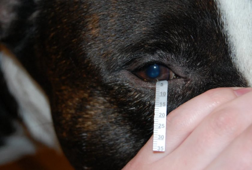 Тест Ширмера у собак Тест Ширмера у собак
