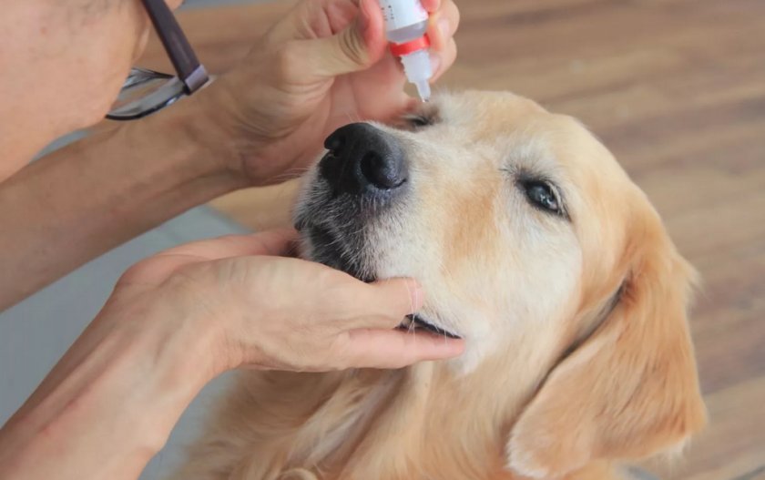 Лечение собаки Лечение собаки