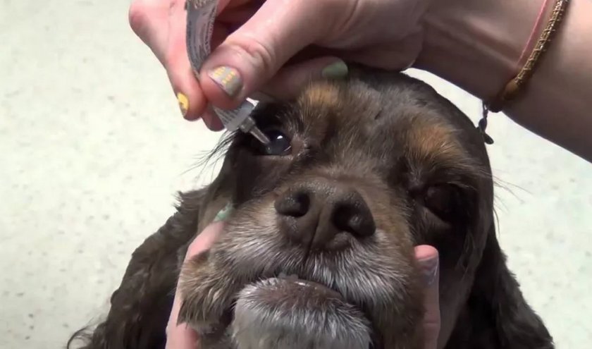 Нанесение мази в глаз собаке Нанесение мази в глаз собаке