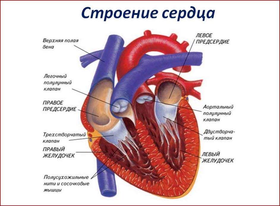 Строение сердца