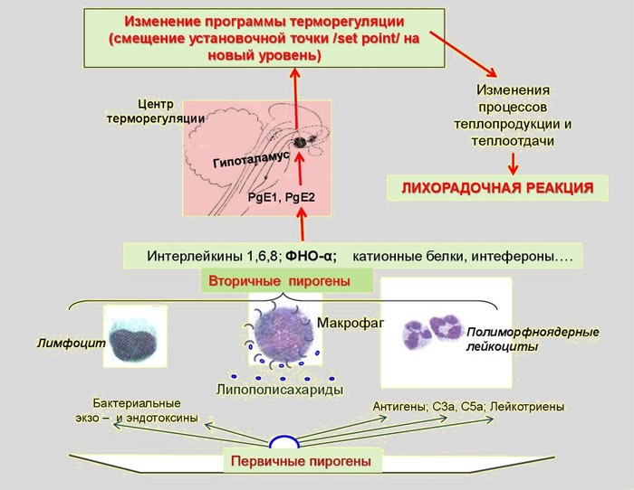 Лихорадочный синдром при простудных заболеваниях это