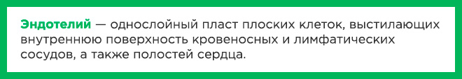 Что такое эндотелий сосудов?