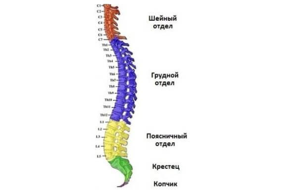Корешковый синдром может возникнуть в любом отделе позвоночника