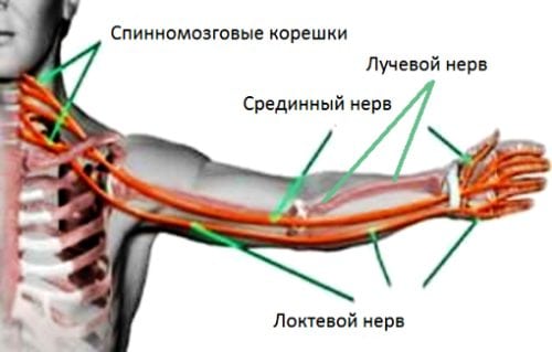 Остеохондроз шейного отдела синдром плечо кисть