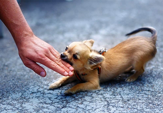 собака кусает руку