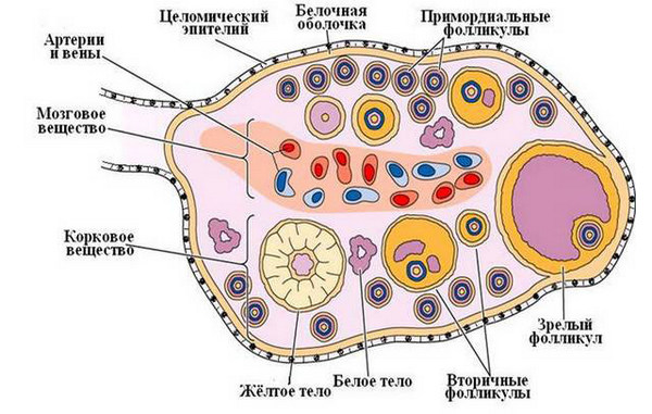 Строение яичника