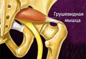 Грушевидная мышца