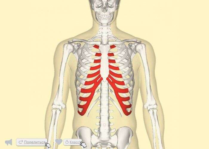 Синдром Титце. Реберный перихондрит