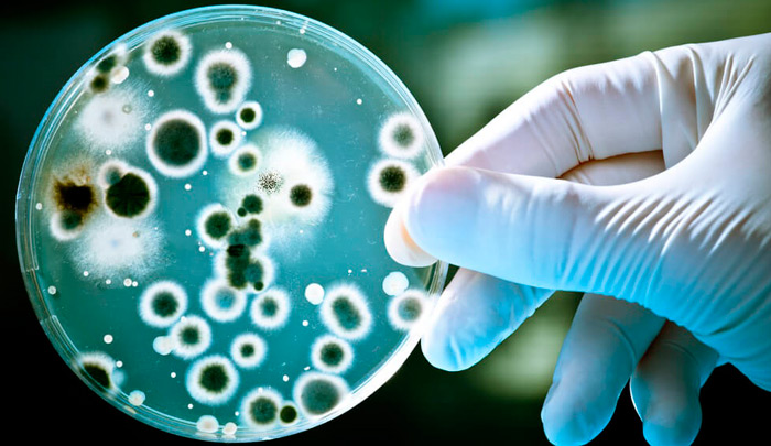 патогенные микроорганизмы — возбудители