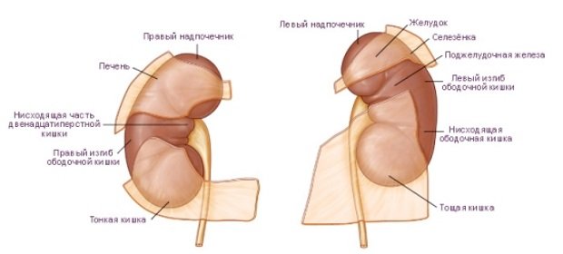 Почки и соседние органы