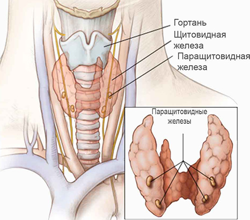 Расположение паращитовидных и щитовидных желез Синдром Ди Джорджи