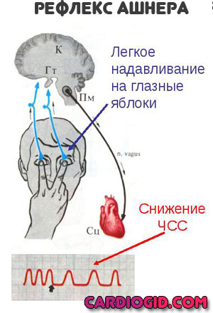 рефлекс-Ашнера