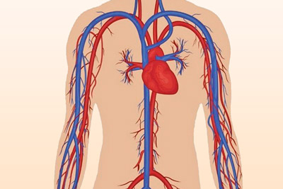 Сосуду кровеносной системы Кровоснабжение организма